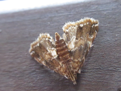 Elophila turbata