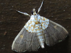 Agrotera nemoralis