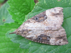 Hypena tristalis