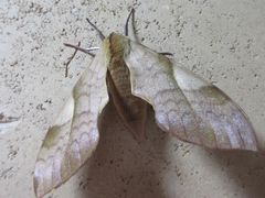 Clanis bilineata