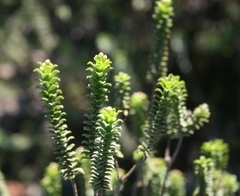 Oedera squarrosa