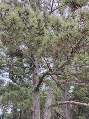Pinus densiflora