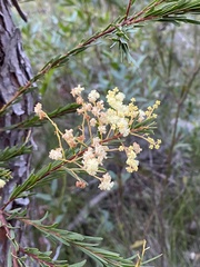 Acacia linifolia