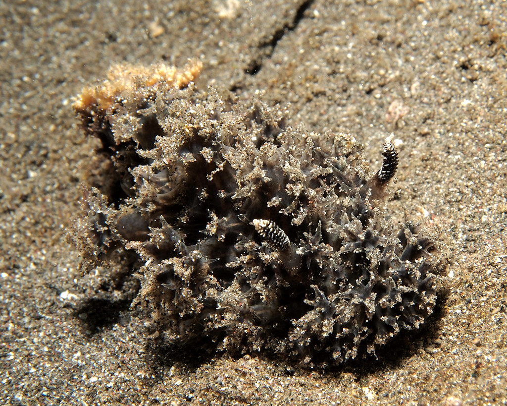 Thordisa