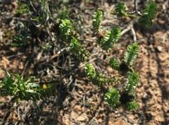 Oedera squarrosa