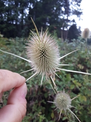 Dipsacus comosus