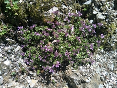 Clinopodium laxiflorum