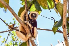 Propithecus coquereli