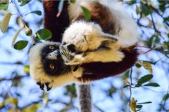 Propithecus coquereli