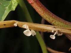 Calyptella capula