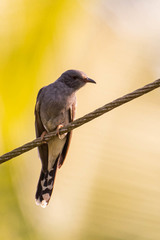 Cacomantis passerinus