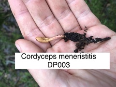 Cordyceps meneristitis