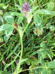 Trifolium medium