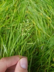 Poa annua