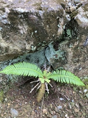 Struthiopteris niponica