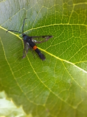 Synanthedon myopaeformis