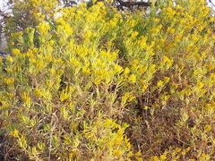 Senecio barbertonicus