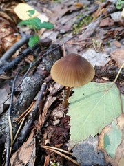 Mycena viridimarginata