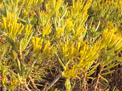 Senecio barbertonicus