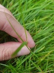 Poa annua