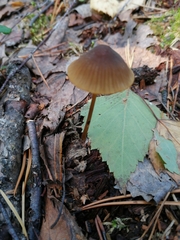 Mycena viridimarginata