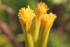 Senecio barbertonicus
