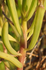 Senecio barbertonicus