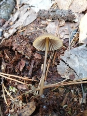 Mycena viridimarginata
