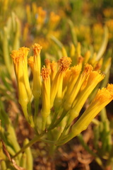 Senecio barbertonicus