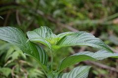 Gonzalagunia hirsuta