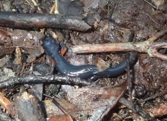 Plethodon shermani