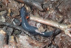 Plethodon shermani