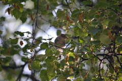 Phylloscopus collybita