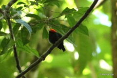 Ceratopipra rubrocapilla