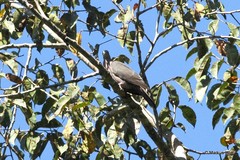 Patagioenas plumbea