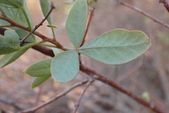 Searsia zeyheri