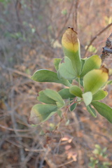 Searsia zeyheri