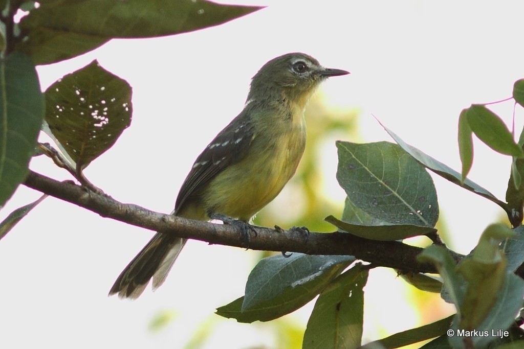Amazonian Tyrannulet (Inezia subflava) photo