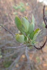 Searsia zeyheri