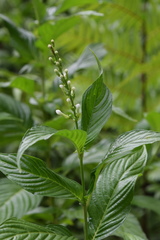 Gonzalagunia hirsuta