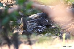 Hydropsalis climacocerca