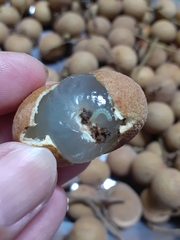 Conopomorpha sinensis