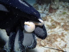 Leptosynapta dolabrifera