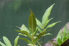 Meniscium reticulatum