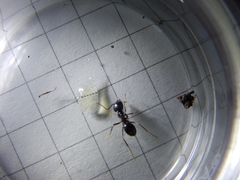Lasius fuliginosus