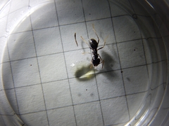 Lasius fuliginosus