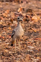 Burhinus indicus