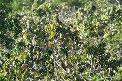 Deroptyus accipitrinus