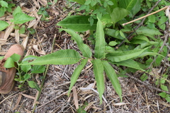 Meniscium reticulatum