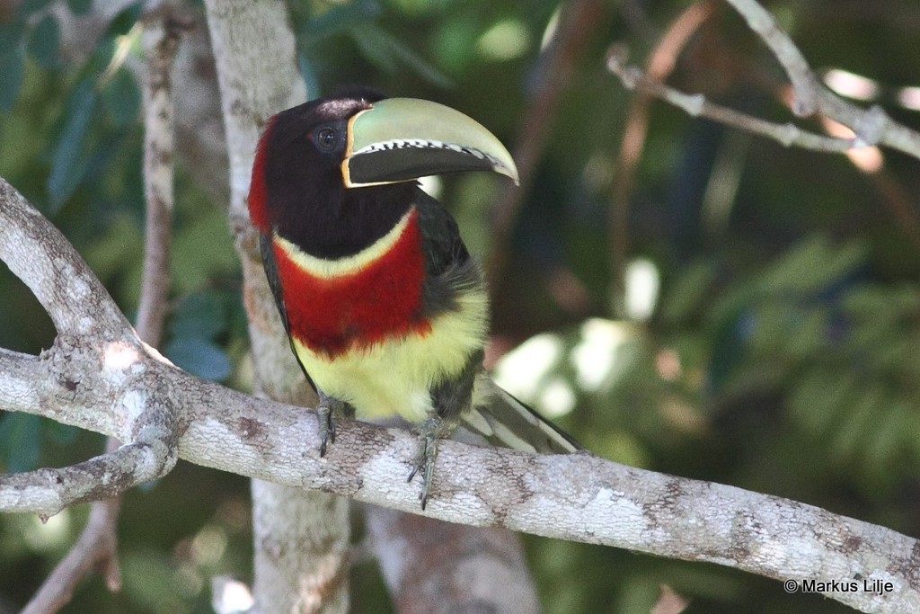 Red-necked Aracari photo